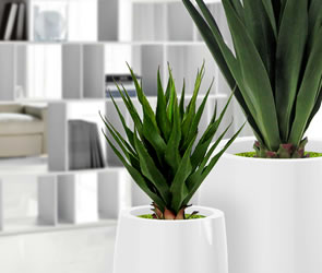 Artificial Plants & Flowers