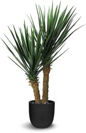 Yucca Rostrata (39 Inch - Green) 