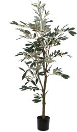Olive Tree (50 Inch - Green) 