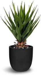Agave Botanical (28 In - Green) 
