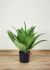Agave Botanical (16 In - Green)