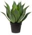 Agave  (22 Inch - Green)