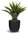 Agave (24 Inch - Green And Yellow)