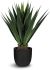 Agave (40 Inch - Green)